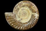 Perisphinctes Ammonite - Jurassic #90459-1